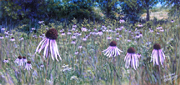 Coneflower Meadow