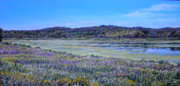 Nahant Marsh 8x16 $260 acrylic