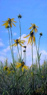 Skyward