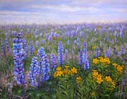 Wild Lupine